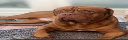 Dogue De Bordeaux dogs for sale: 💔 Experienced Home Needed for Hank 💔 - Advert 8
