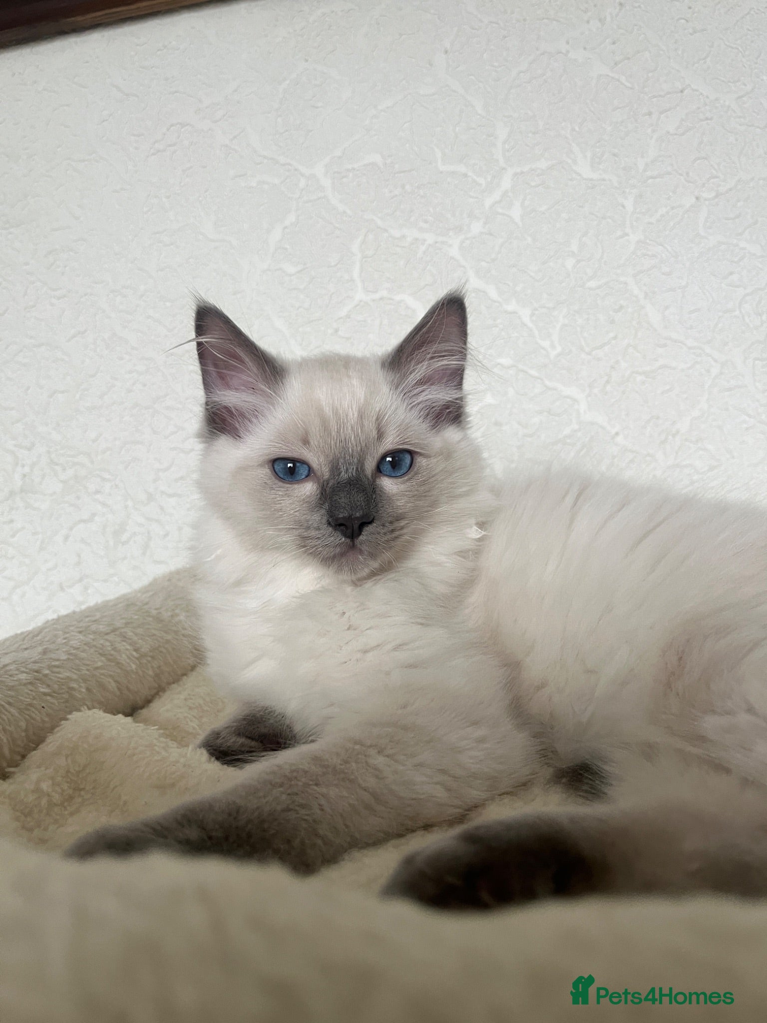Ragdoll cats GCCF Registered Ragdoll Kittens  - Advert 2