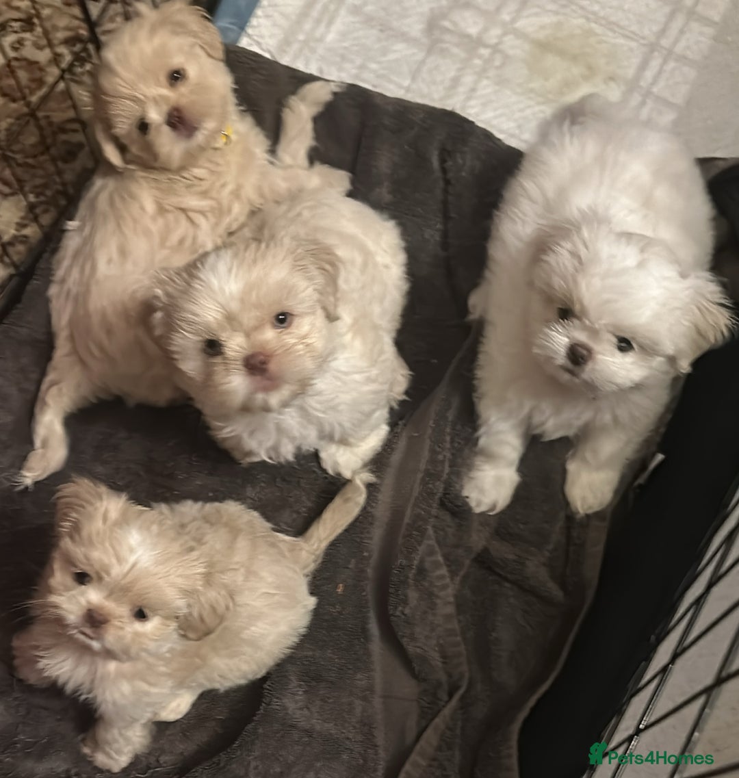 Shih Tzu dogs for sale: Lavender White Imperial Shih Tzu Puppies - Advert 15