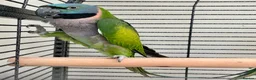Parakeets birds for sale: Derbyan lord derby parakeet in Oldham - Advert 7