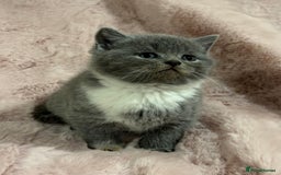 Scottish Fold cats for sale: Chunky Scottish fold/straight kittens  - Advert 3