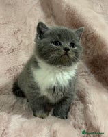 Scottish Fold cats Chunky Scottish fold/straight kittens - Advert 1