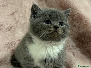 Scottish Fold cats Chunky Scottish fold/straight kittens - Advert 14