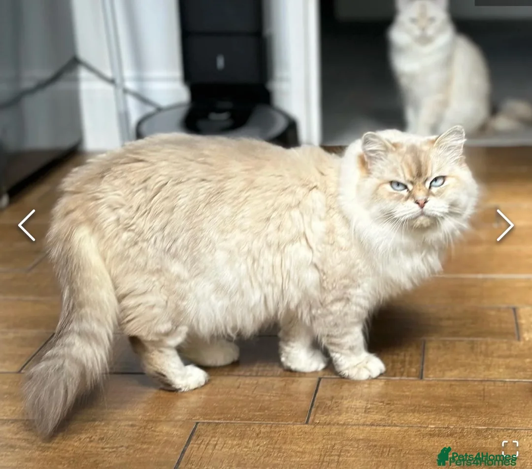 Siberian cats for sale: Looking for a loving New Home - Advert 2