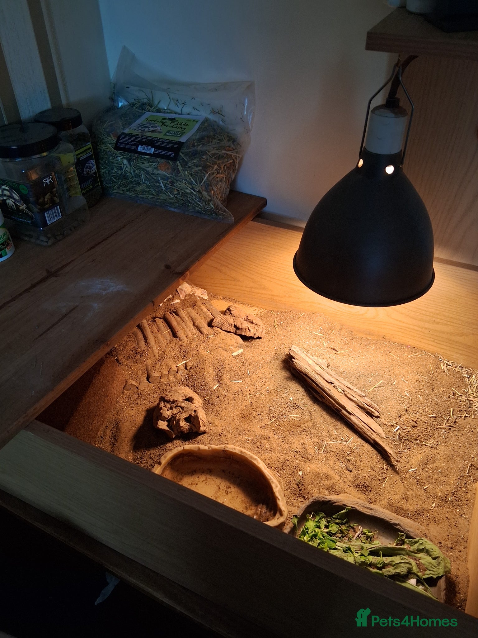 Hermann Tortoise reptiles for sale: Herman tortoice in Winchester - Advert 4