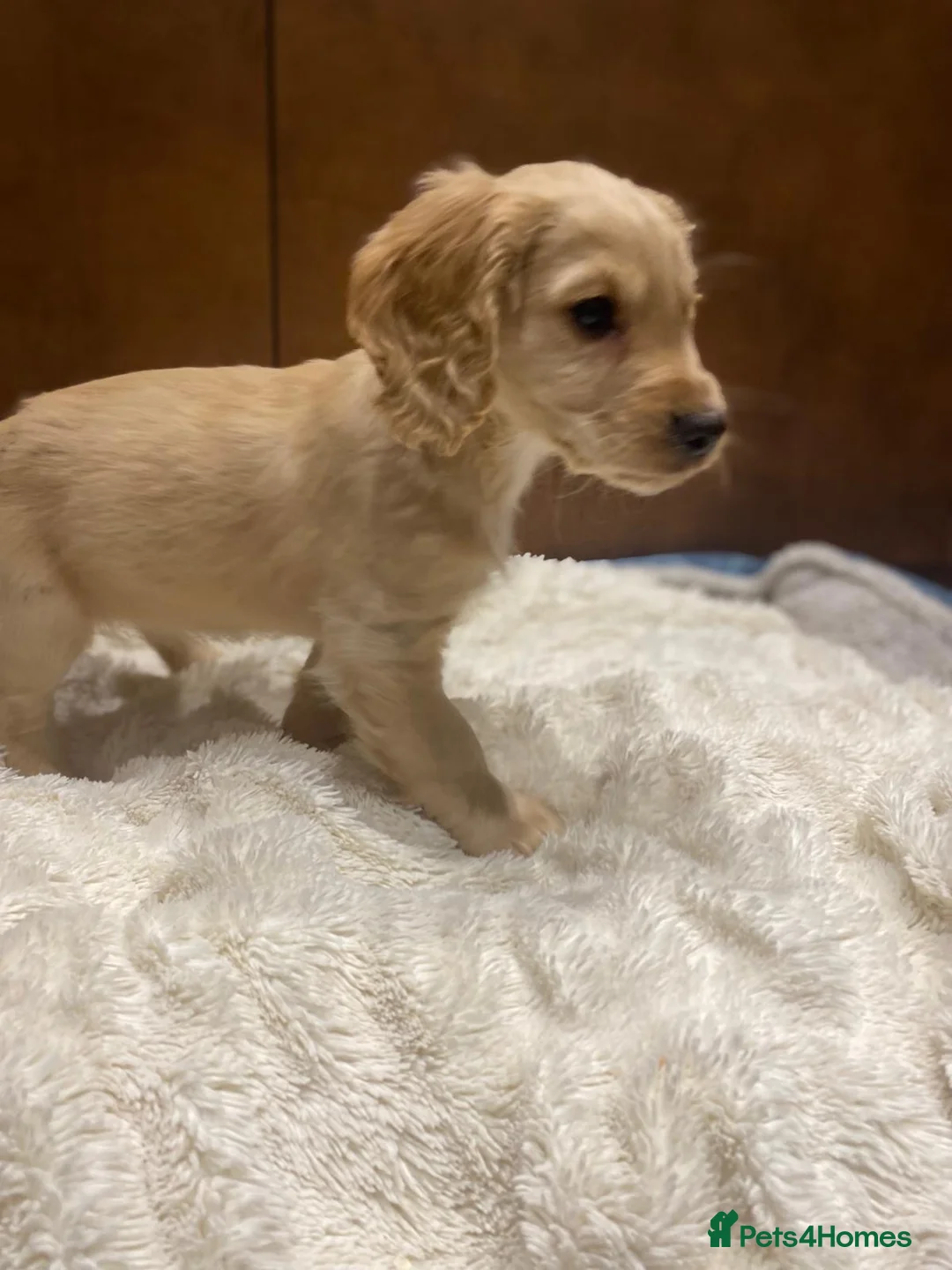 Cocker Spaniel dogs for sale: 🐶 COCKER SPANIEL PUPPIES 🐶  - Advert 4