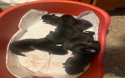 Huskita dogs for sale: Akita puppies  - Image 8
