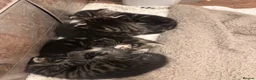 Mixed Breed cats for sale: Stunning Mixed Breed Kittens - Advert 6