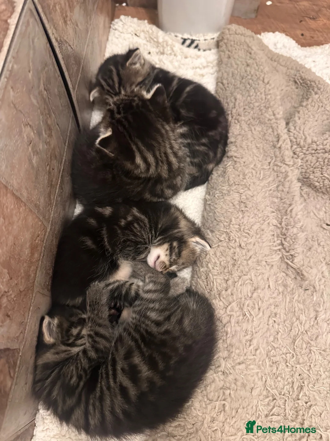 Mixed Breed cats for sale: Stunning Mixed Breed Kittens - Advert 6