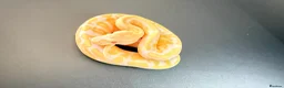 Python Snake reptiles for sale: 1.0 GHI, Leo, 66% het Pied  - Advert 5