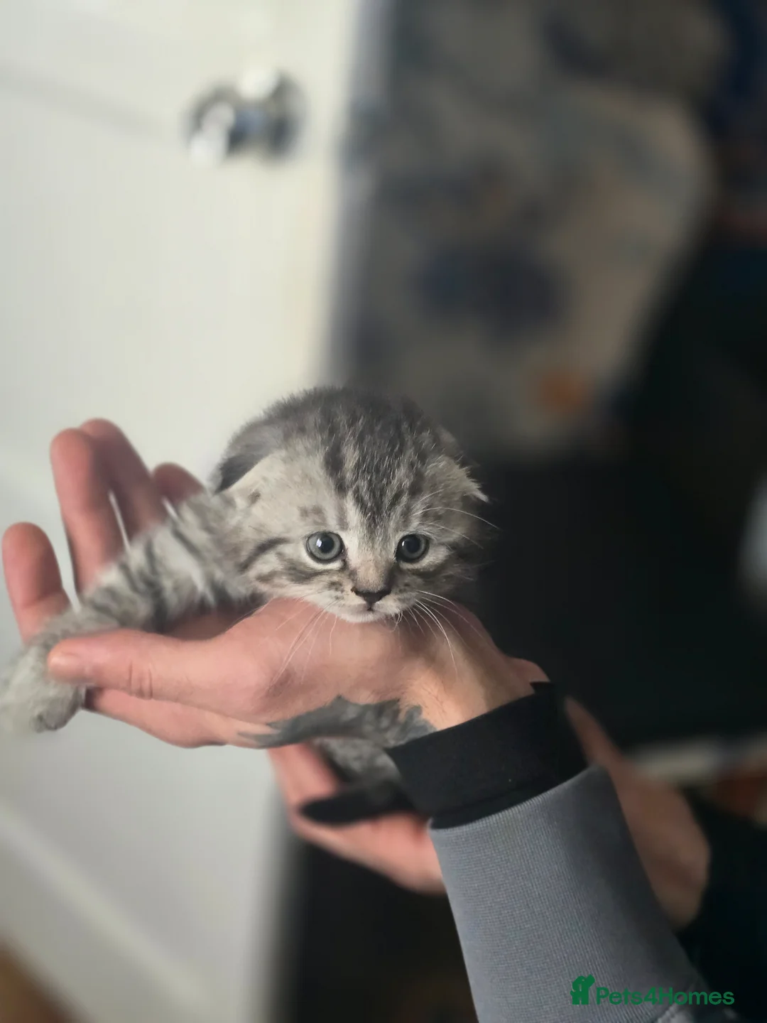 Scottish Fold cats for sale: 🥰LAST  BOY 💜🩵 - Advert 19