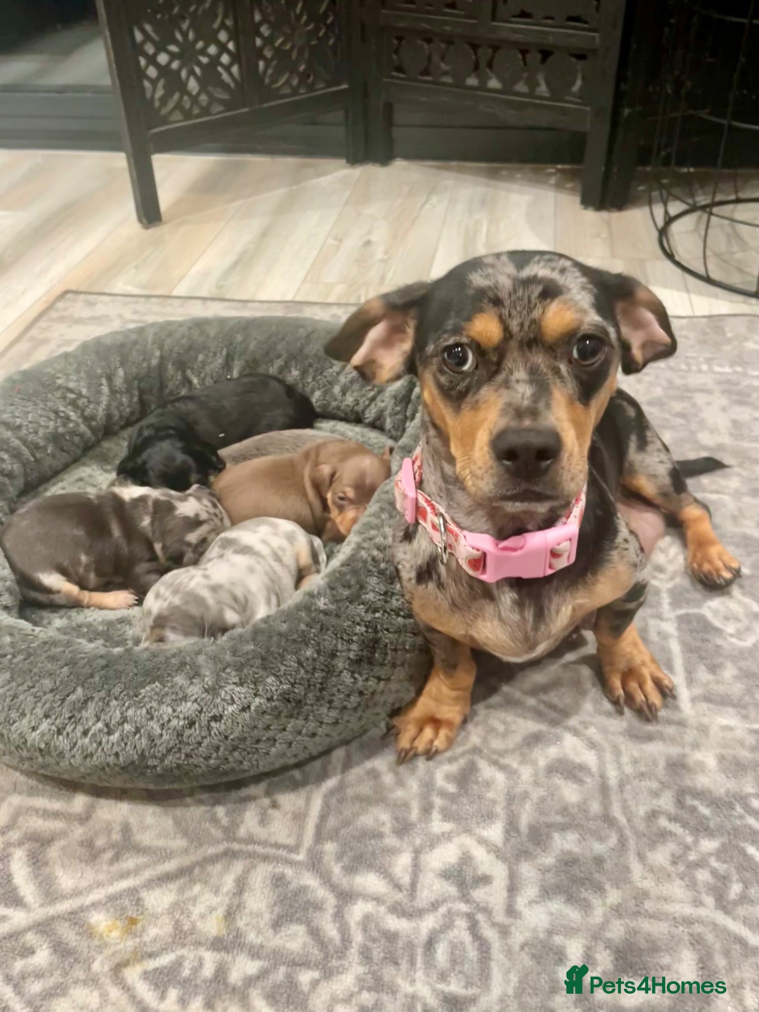 Mixed Breed dogs Beautiful French Weiner puppies 🩷🩵 - Advert 2