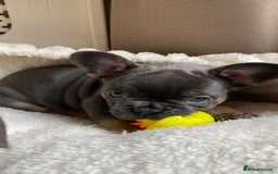 French Bulldog dogs for sale: Adorable Purebred Female French Bulldogs Ready! - Advert 9