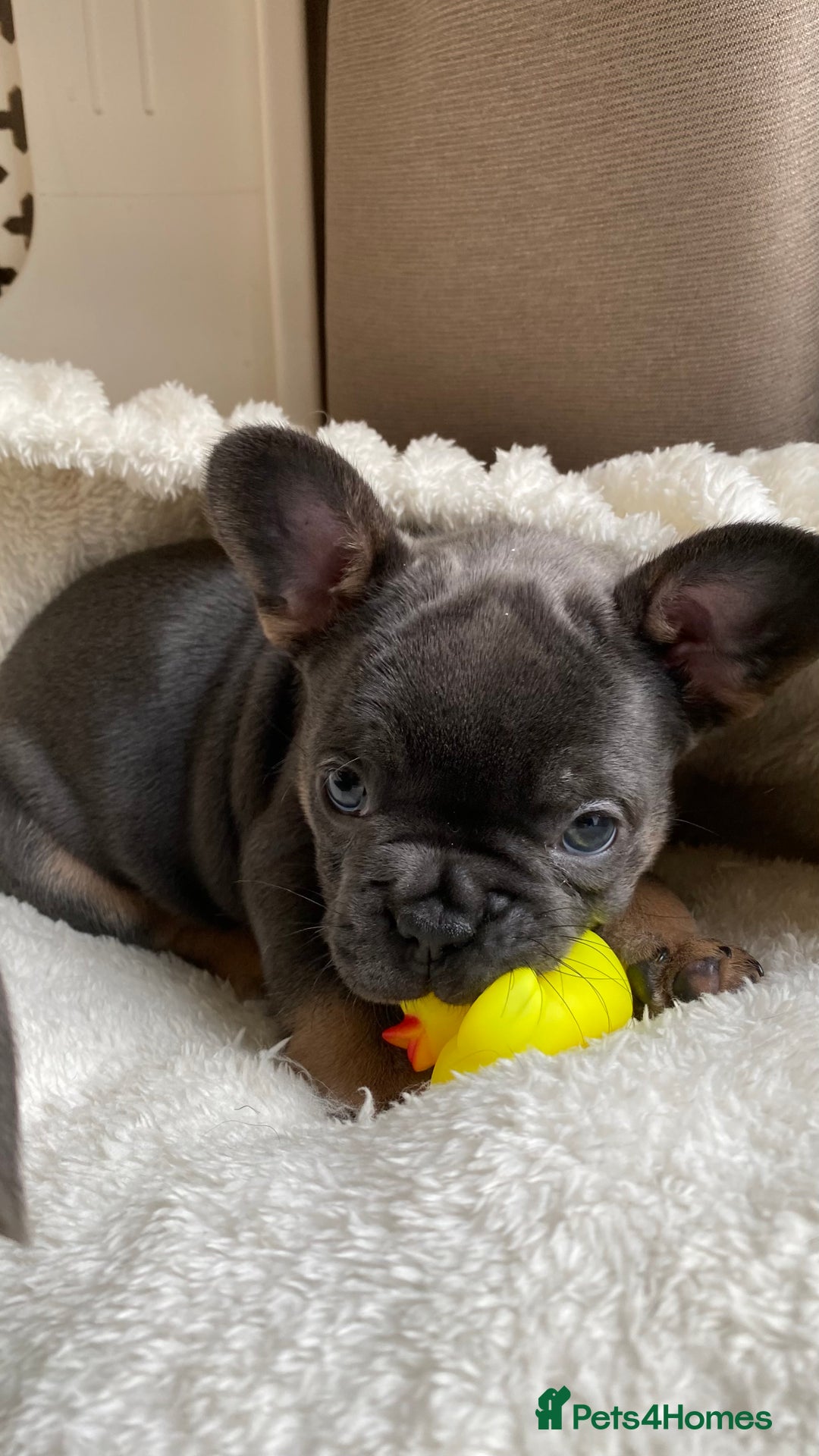 French Bulldog dogs for sale: Adorable Purebred Female French Bulldogs Ready! - Advert 9