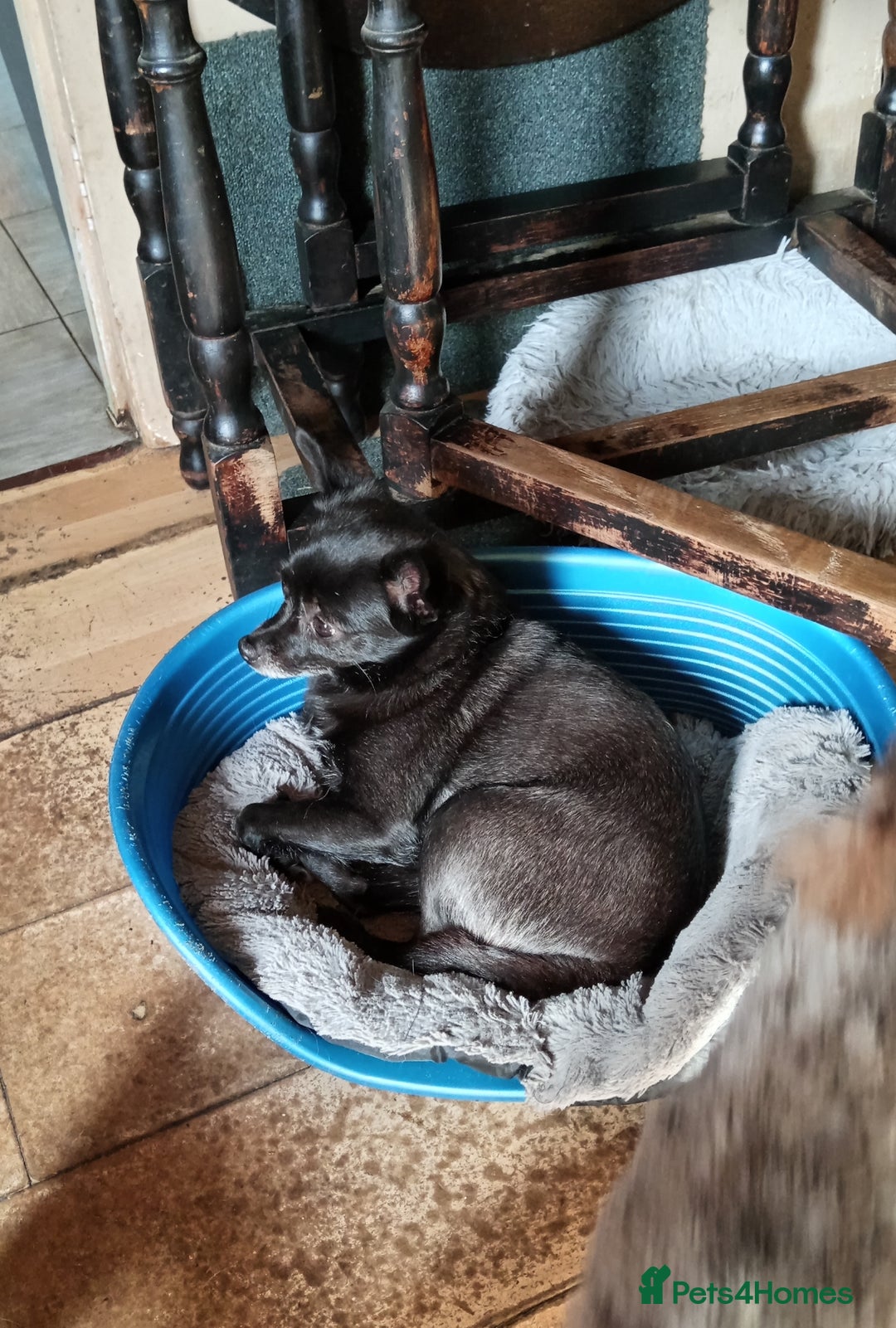 Mixed Breed dogs for sale: CHIHUAHUA CROSS GIRL 2 YEARS OLD  - Image 3