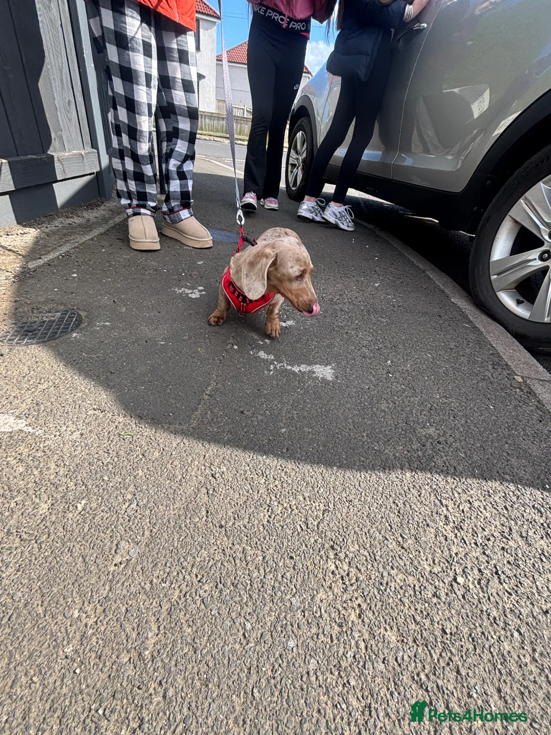 Dachshund dogs for sale: 2 sausage dogs - Advert 10