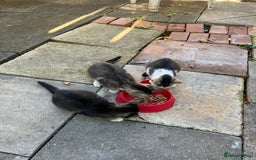 Domestic Shorthair cats for sale: Ekaterine  - Image 6