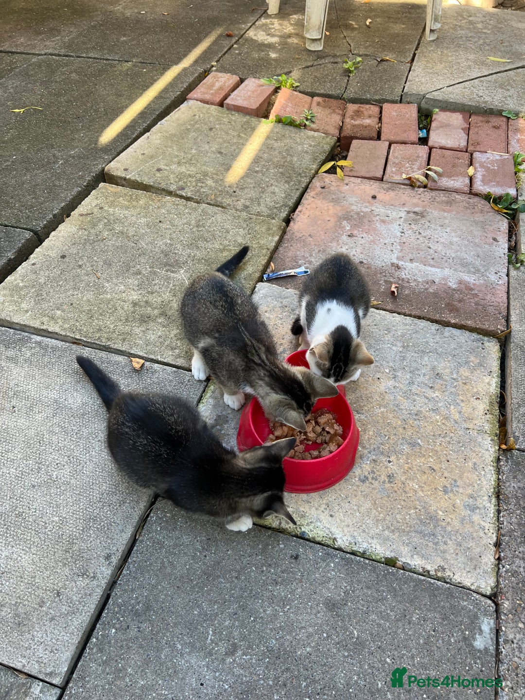 Domestic Shorthair cats for sale: Ekaterine  - Image 6