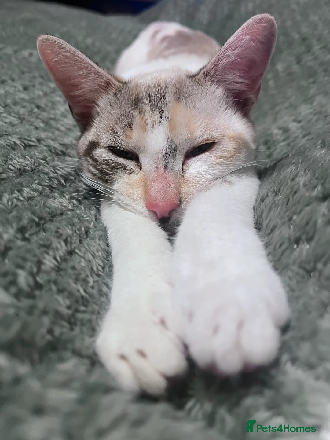 Mixed Breed cats for sale: 2 year old female cat  - Advert 2