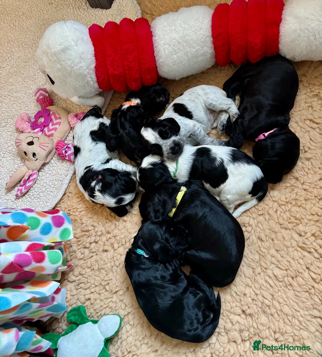 Cocker Spaniel dogs for sale: Adorable show cocker spaniel puppies - Advert 18