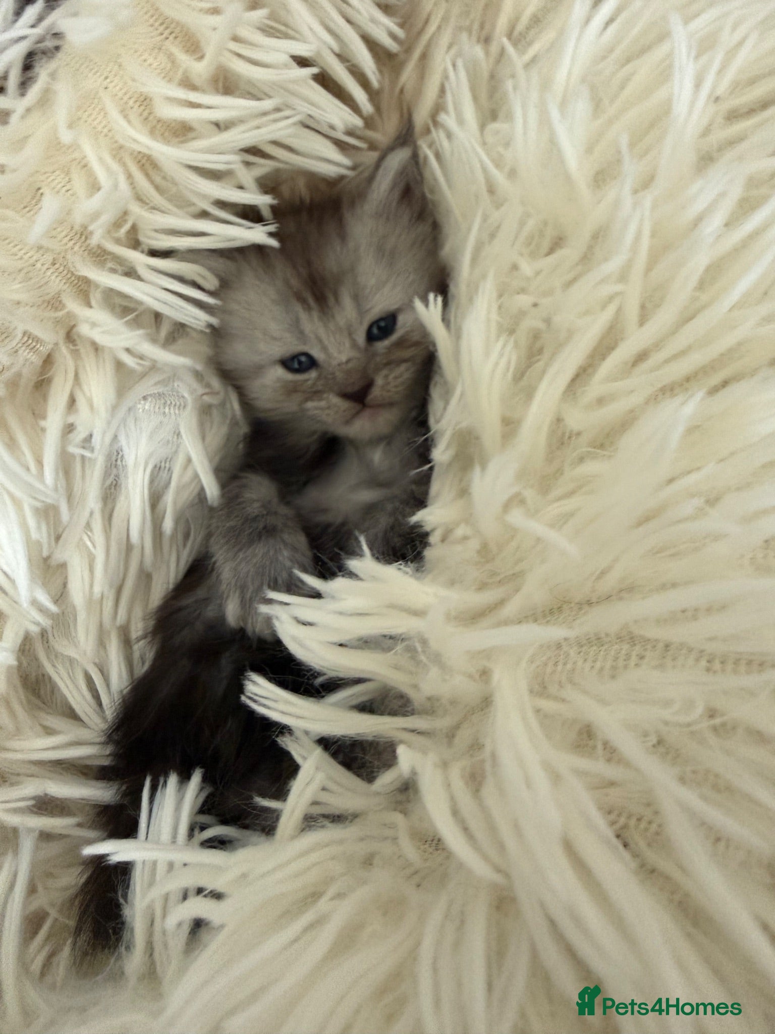 Maine Coon cats Adorable Pedigree Full Maine Coon Kittens - Advert 5