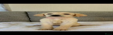 Golden Retriever 4