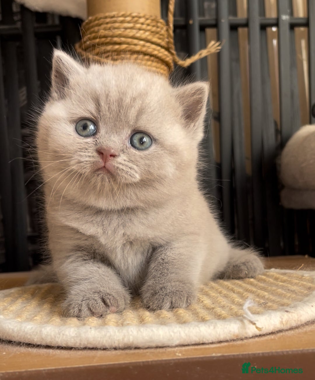 British Shorthair cats for sale:  Absolutely Beautiful BSH Champion Line kittens  - Image 24