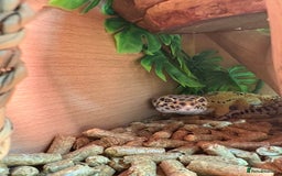 Leopard Gecko reptiles for sale: Male leopard gecko  - Advert 4