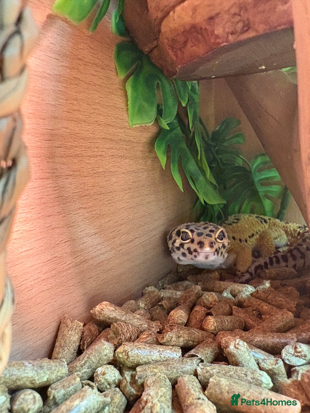 Leopard Gecko reptiles for sale: Male leopard gecko  - Advert 4