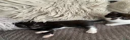 Mixed Breed cats for sale: 4adorable kittens in Woking - Advert 7