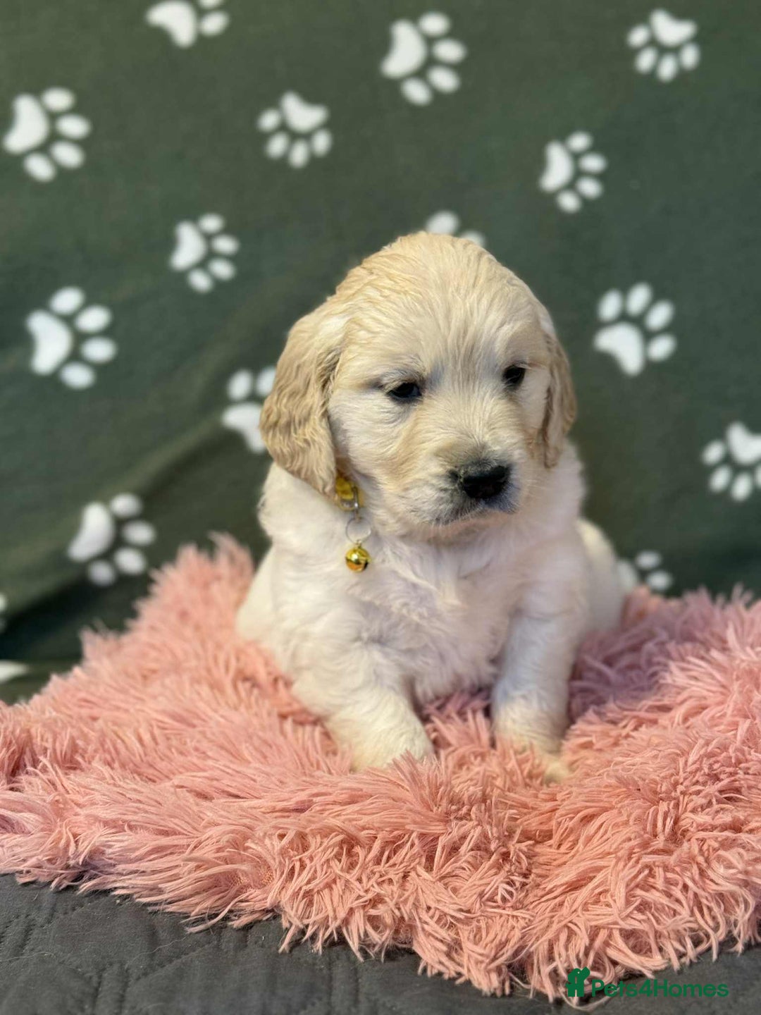 Golden Retriever dogs for sale: Stunning health tested Golden Retriever Puppies  - Advert 16