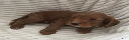 Cockapoo dogs for sale: Beautiful f2 cockapoo puppies - Advert 31