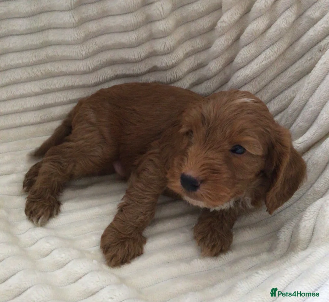 Cockapoo dogs for sale: Beautiful f2 cockapoo puppies - Advert 31