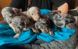 Miniature Dachshund dogs for sale: GORGEOUS MINIATURE DACHSHUND PUPPIES FOR REHOMING - Image 1