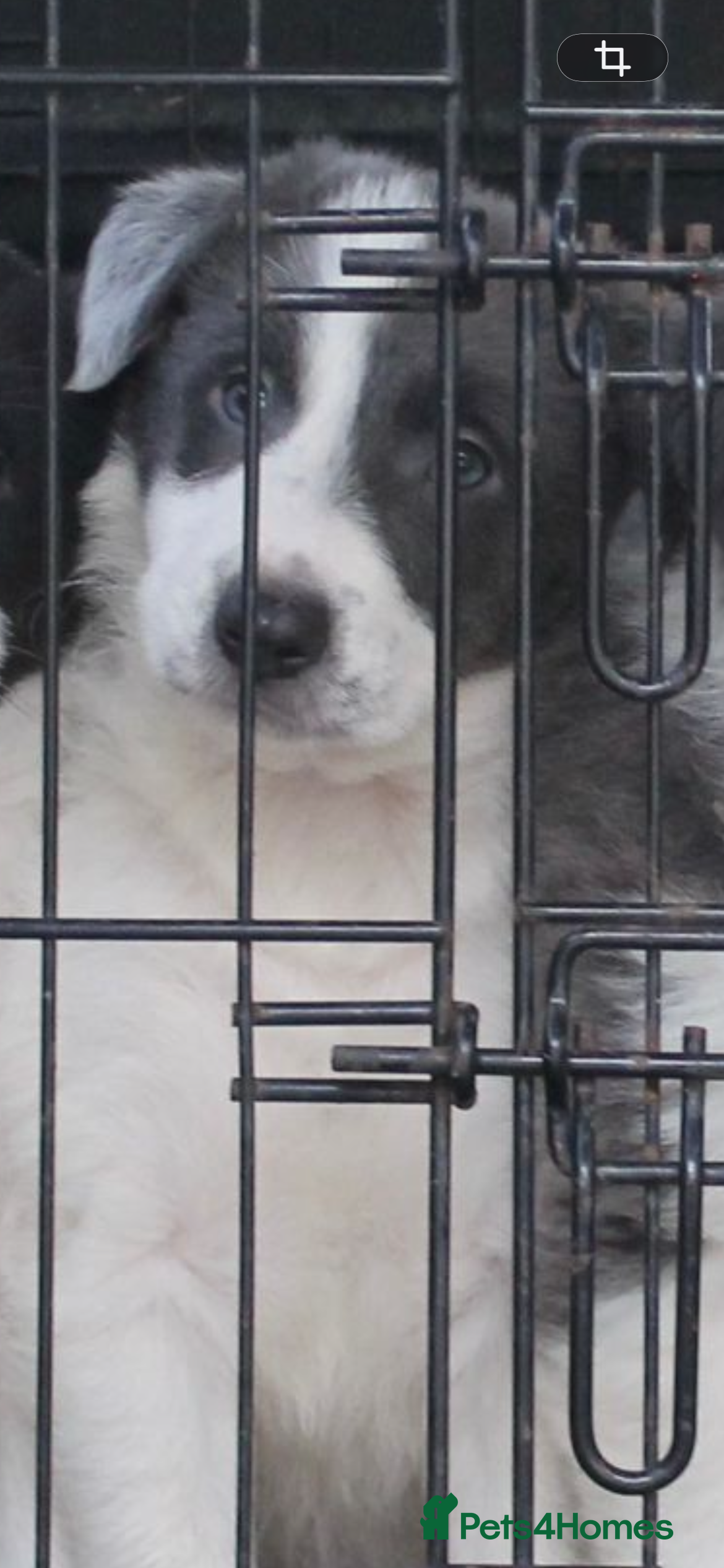 Border Collie dogs Sheepdog puppies - Advert 18