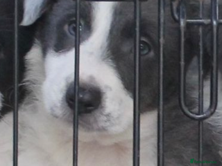 Border Collie dogs Sheepdog puppies - Advert 6