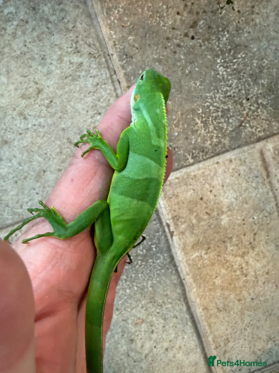 Iguana reptiles for sale: Fiji Banded Iguana Male - Advert 2