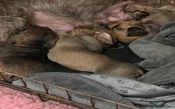 Miniature Dachshund dogs for sale: Beautiful Miniature Wirehaired Dachshunds - Image 6