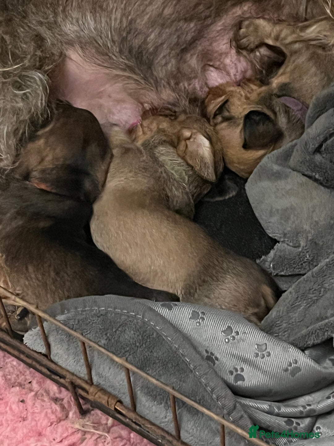 Miniature Dachshund dogs for sale: Beautiful Miniature Wirehaired Dachshunds - Image 6