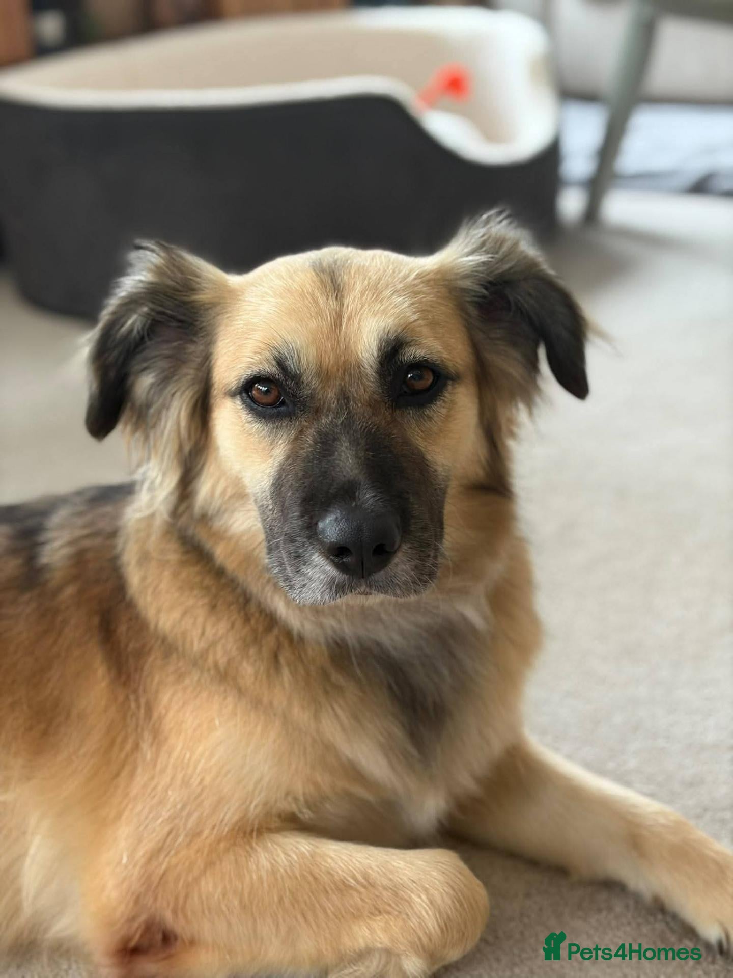 Mixed Breed dogs for adoption: Meet Honey, currently residing in Essex - Advert 1