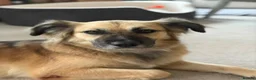 Mixed Breed dogs for adoption: Meet Honey, currently residing in Essex in Clacton-on-Sea - Advert 1