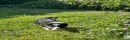 Border Collie dogs for sale: ISDS registered border collie puppies  - Advert 18