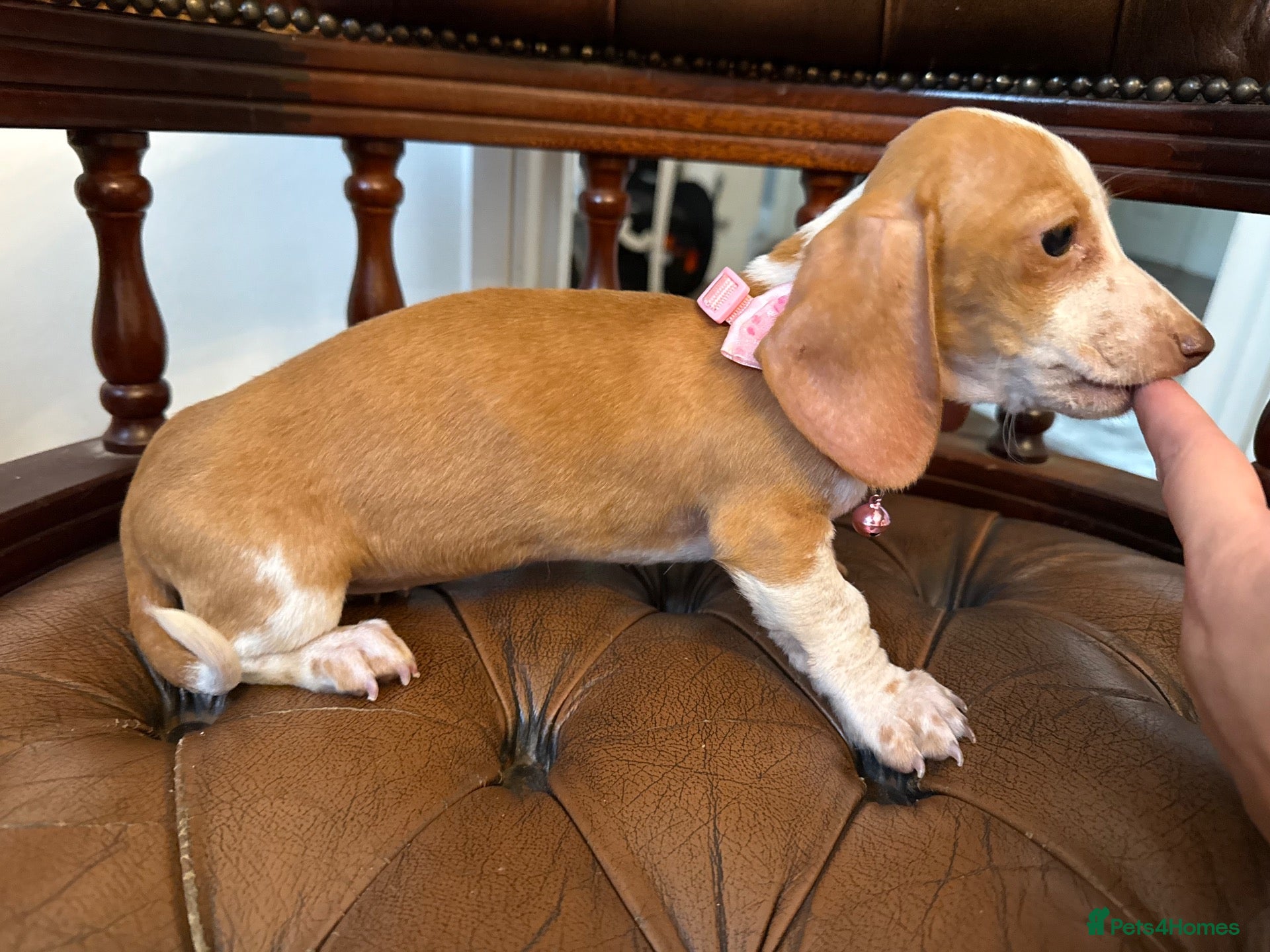 Miniature Dachshund dogs Beautiful Cream Dachshund Pups 5 ⭐ Licensed  - Advert 2