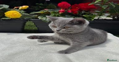 British Shorthair cats in Bristol - Advert 15