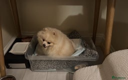 Pomeranian dogs for sale: 🐾🐶💙 Pomeranian puppy 💙🐶🐾 - Image 13