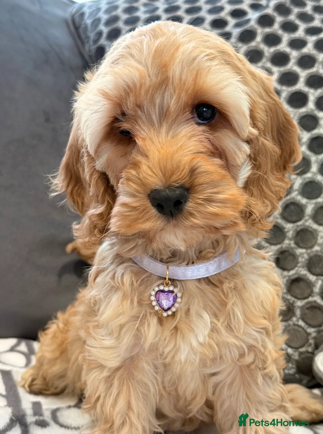 Cockapoo dogs for sale: F1 cockapoo puppies in Hamilton - Advert 2