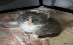 Maine Coon cats for sale: Beautiful RARE coloured Maine Coons - Image 21