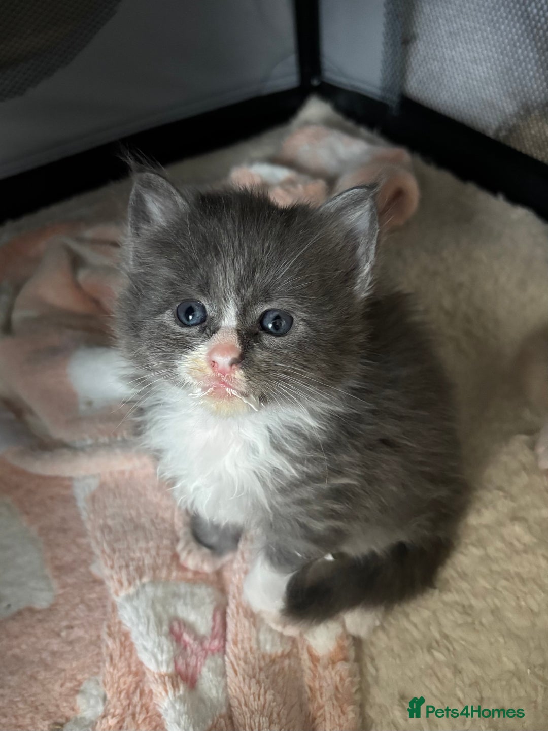 Maine Coon cats for sale: Beautiful RARE coloured Maine Coons - Image 21