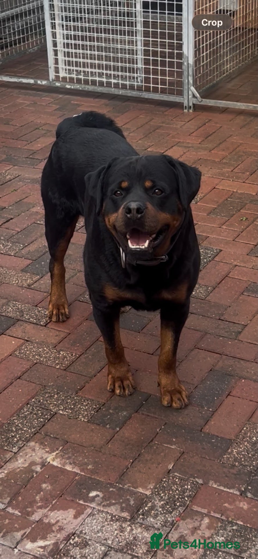 Rottweiler dogs for sale: Pure German Rottweiler Male For Sale  - Advert 1
