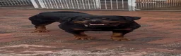 Rottweiler dogs for sale: Pure German Rottweiler Male For Sale  - Advert 1